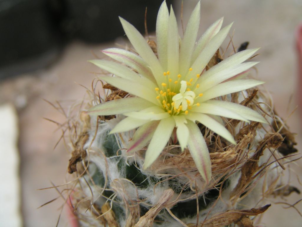 Turbinicarpus krainzianus var. minor